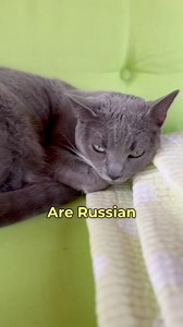 Do you have a Russian Blue cat? #catsoffacebook #russianblue #cats #catsofinstagram #catfacts #cutecat #greycat #meow #catstagram #greycatsofinstagram 🎥DM for audio credit | purrfectinfluencer