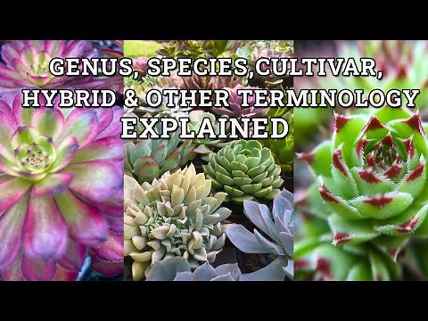 Genus, species, hybrid, variety, form and cultivar explained- Terminology behind plant names