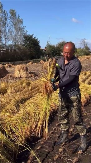 Rice planting technology!