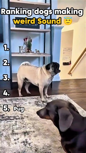 dog making weird sound 😂 #shorts #dogs #funny