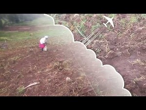 HOW TO PLANT PYRETHRUM SEEDLINGS EASILY // NEW METHOD