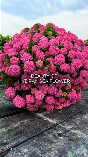 Beauty of Hydrangea Flower 🌸 Nature’s Perfect Bloom