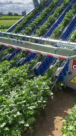Coriander Harvesting - Leafy Greens Harvester FR 38 De Pietri Srl Italy
