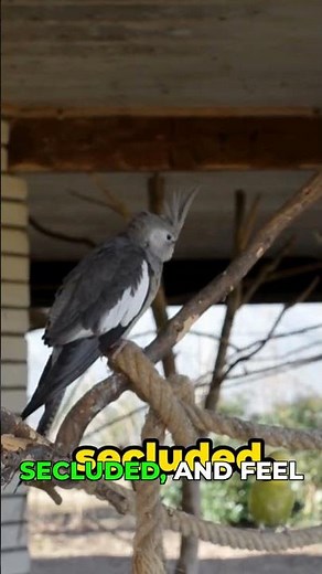 Cockatiel Nesting: Build a Safe Haven! #birds #shorts