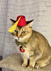 Fez for Your Cat, Mini Fez Hat for Dog or Pet - Inspired Doctor Who, Indiana Jones, Austin Powers - Etsy