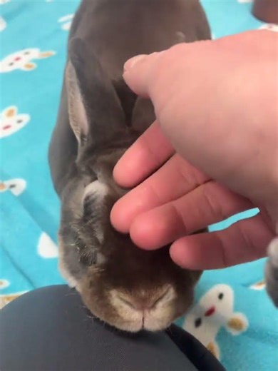 Meet Russell a Mini Rex currently available for adoption! 1/28/2026 5:40:41 PM