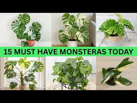 15 Trending Monstera Varieties With Care Tips Must Have Monsteras Today
