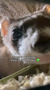🐾 Caring for our animals in Every Stage of Life🖤Meet Logan, our Black-Footed Ferret! At over 7.5 years old, he has surpassed the average lifespan for his species. As a geriatric ferret, Logan is facing some age-related health challenges, including renal failure, but thanks to expert care and a strong bond with his keepers, he’s receiving the best possible support. This video shows Logan willingly participating in his daily fluid therapy, a vital part of his treatment. Training and trust are ke