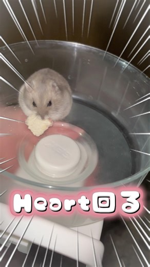 Heart回る #ドワーフハムスターショート動画 #hamster #ハムスター #かわいい #animal #ペット #癒し #cute #可愛い #pets #小動物 #動物 #ハムスター好き