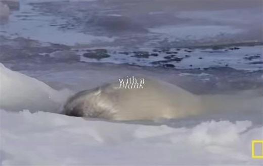 Exploring Seals and Their Role in Climate Change