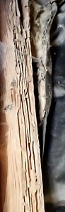 Termites in Idaho (How common are they, what types   MORE)