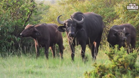 Buffalo Herd's Bold Standoff Against Lions Revealed