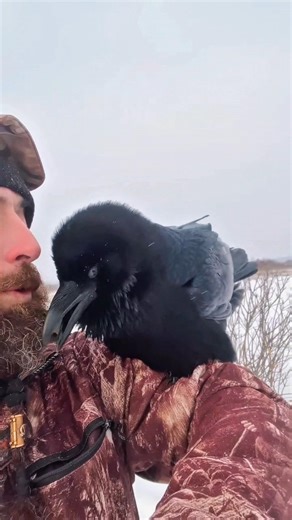 sky puppies Exist? the secret life of Ravens will shock you#shorts #ravens #smartanimal #animalfacts