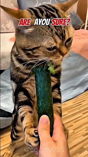 “POV: When Your Cat Sees a Cucumber 😳🥒🐱” #animals #shorts