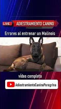 Mistakes to make when training a Belgian Malinois #malinois #dogs #dogtraining