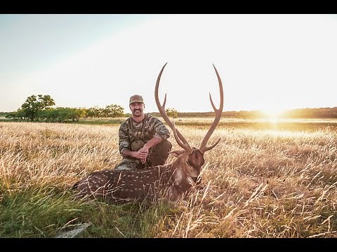 Spot and Stalk Hunting In Texas for GIANT Axis Deer