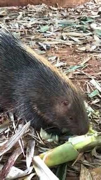 2.A cute Porcupine is eating little bamboo so delicious.# Porcupine#wild animal#