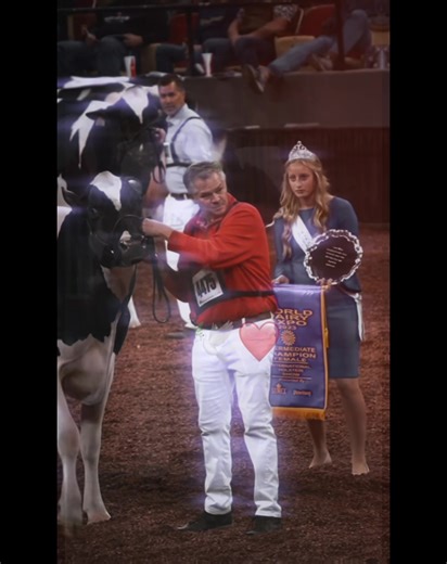 Fly high little angel🕊️Glenirvine Unix Sally, she will be remembered as one of the most beautiful and loved international dairy show cow of her time #glenirvineunixsally #RIP #supremeshowcows #RAWF #WDE
