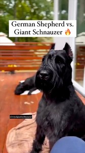 156K views · 3.7K reactions | Which breed of dog should you choose for your family? It's a tough decision, but we have the answers! Compare the personalities of a Giant Schnauzer and a German Shepherd to help you decide. @topfans | Giant Schnauzers Of IG | Facebook