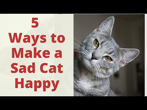 How to Make a Sad Cat Happy: Things You Can Do To Make Cat Happy. Cat Behavior Tips and Tricks.