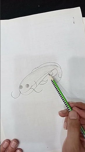 How To Draw A Catfish step by step. beginner idea drawing for kids