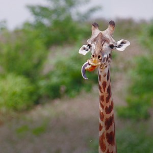 24K views · 111 shares | Kipawa the giraffe is getting his annual x-ray to check on a previous injury to his foot. | National Geographic Animals | Facebook