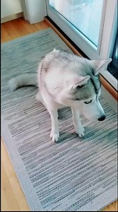 Wait, she LIKES this diet 😅 #dogfood #siberianhusky #talkinghusky #huskylife #huskypuppy #petvlog #petcomedy | Jesus Venne