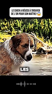 568K views · 10K reactions | le chien a réussi à trouver de l'or pour son maître ! #film #action #movie #netflixfr #histoire. | Movie Review Collection | Facebook