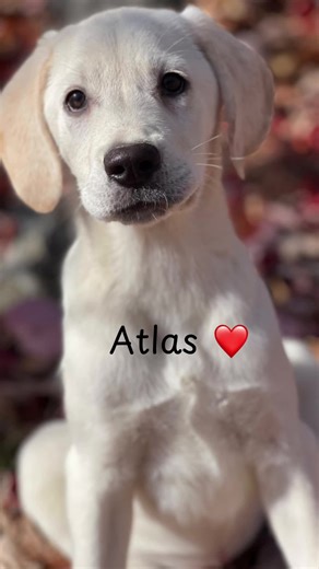 Atlas ✨ est à la recherche d’une famille pour la vie ❤️. #labrador #chiot #adoption