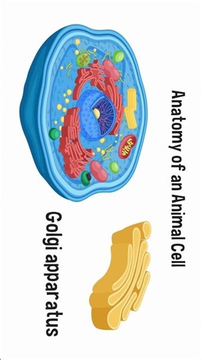 Anatomy of an Animal Cell l cell organelles l #biology #shorts