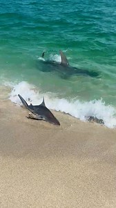 350K views · 5.5K reactions | You’re either the hammer or the nail! 麗  @leoneel_17 - filmed Haulover Beach (north of Miami Beach) FTTM Fishing Jerseys fuckthetaxman.com - link in bio #fishing #sharks #shark | Fk The Taxman | Facebook