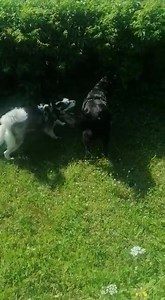 Barney geht es blendend in seinem neuen zu Hause! Er hat die Couch erobert (das Bett kommt noch :)), lässt sich schon streicheln, genießt den Garten sehr und liebt seine neue Freundin und Lebensgefährtin, die süße Husky Hündin Laska. Zahnfee und Fini wollten nie mit ihm spielen hier, weil er ihnen zu groß war. Danke an die neuen Eltern für die Chance für den Buben. Wir sind sehr erleichtert dass er sich so schnell eingewöhnt. Danke an meine Mama, dass sie so einen tollen Hund aus dem ehemals so 