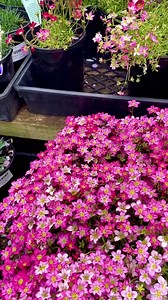 1K views | Shop our spring collection! | Hello Hello Plants & Garden Supplies | Facebook