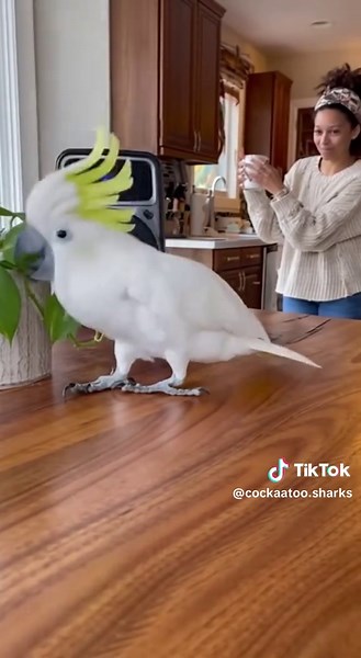 Discover the Charm of Cockatoos on TikTok