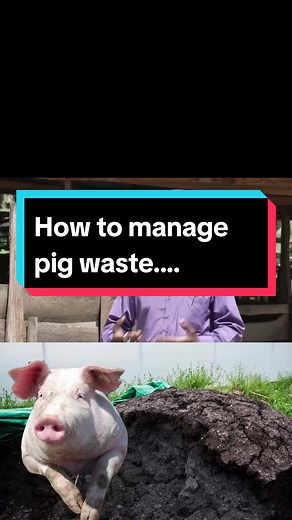 Effective Pig Waste Management Techniques for Farmers
