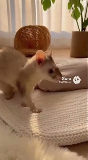 Newborn Baby & Ferret Cutest Playtime 🥰