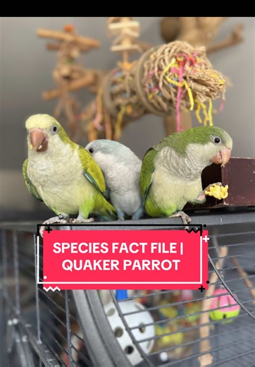 Discover the Charming Quaker Parrot: A Species Fact File