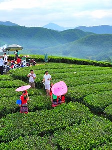 Đồi Chè Long Cốc Phú Thọ 🌿 | Amazing Things in Vietnam