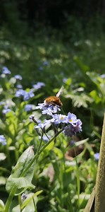 2.8K views · 1.2K reactions | A Greater Bee Fly hovering over some Forget-me-nots and sipping their sweet nectar. The greater bee fly is a bee mimic - it resembles a small bumble bee and it is totally harmless. The long proboscis is used for feeding on nectar and sometimes pollen. It is the most common bee-fly species in the UK where it occurs in southern England, the Midlands and the Welsh lowlands. | The Robin Whisperer | Facebook