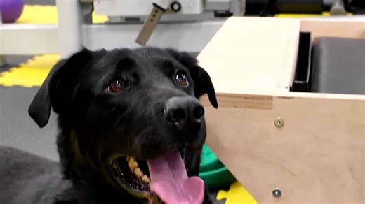 Dog with prosthetic paws gives Ukraine war veterans strength to heal