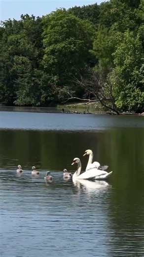 Swan Lake in Real Life 🦢✨