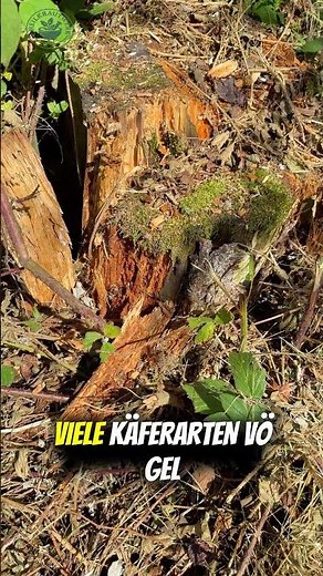 Why deadwood in the forest is essential 🌲 The secret world of dead trees#nature #forest #health