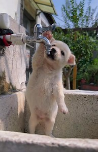 🤣Drinking water when 🐶thirsty, but try not to drink directly from the🚰faucet~ #cute #puppy #water #drinking | iChongqing