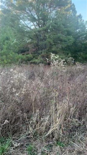 Let ‘em run 🐇#rabbitdogs #beagle #rabbithuntingwithbeagles #doglife #beaglecrew #rabbitdogs