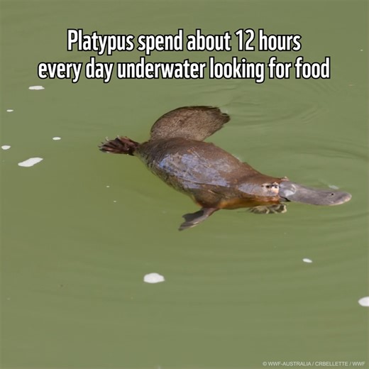 23K views · 339 reactions | Did you know the platypus spends up to 12 hours a day underwater hunting for food? They make it look so easy with their webbed feet! Watch this amazing animal in action and learn more about how you can help protect their future.  Click the link to learn more! https://discover.wwf.org.au/savetheirhomes #Platypus #WildlifeConservation | WWF-Australia | Facebook
