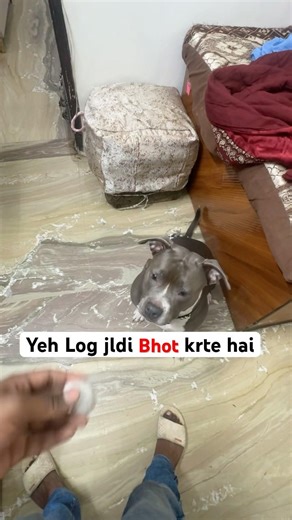 Gayab ho gyi Milte hi🤣 | Dora Lovers💞 || #dorarohini #bullywala