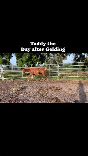 5.7K views · 383 reactions | Little Toddy aka “Let’s Tell the T,” is looking good the day after his gelding. He gets some light exercise, cold hosing, making sure his hindend stays clean, and 24/7 turnout. It’s also handy to have our little play sessions. I love adding the tiny amounts of education for him as it will help him be prepared when he is older. #foal #colt #gelding #holsteiner #horsetraining #equestrian #chestnut | Elisa Wallace Eventing | Facebook