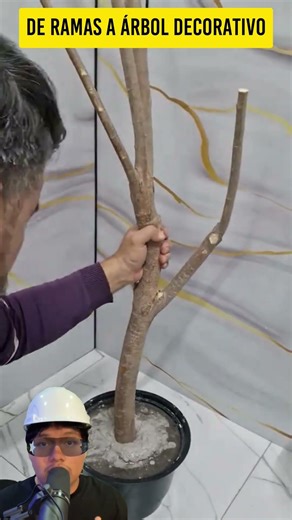 De ramas secas a árbol decorativo 😱🌿 #decoracion #diy #tips