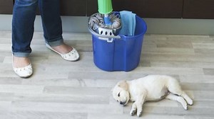 My Dog Licked a Clorox Wipe What Should I Do? | Our Fit Pets