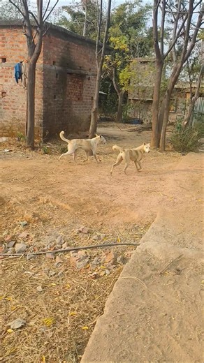 Angry Dog Barking Warning! 😳🐕🔥